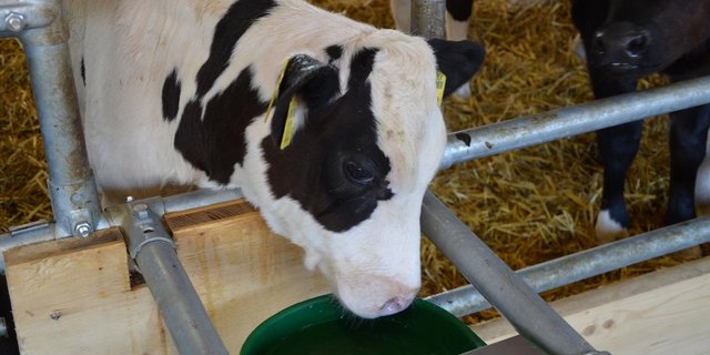 Die Anhebung der Gewichtslimite führt zum Knatsch zwischen Viehhändler und Kälbermäster. (Bild Bauz)