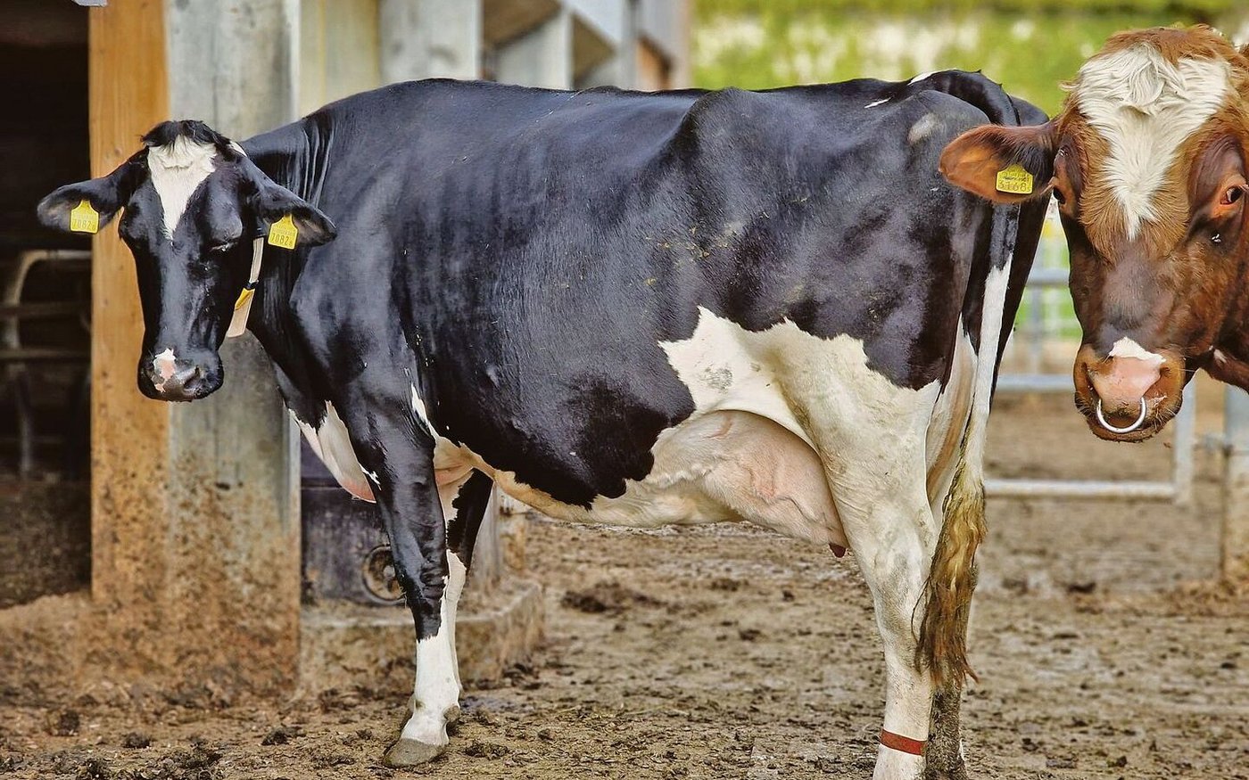 Nicht nur Schweine, sondern auch Kühe können proteinreduziert gefüttert werden, damit deren Klimabilanz besser ausfällt. 