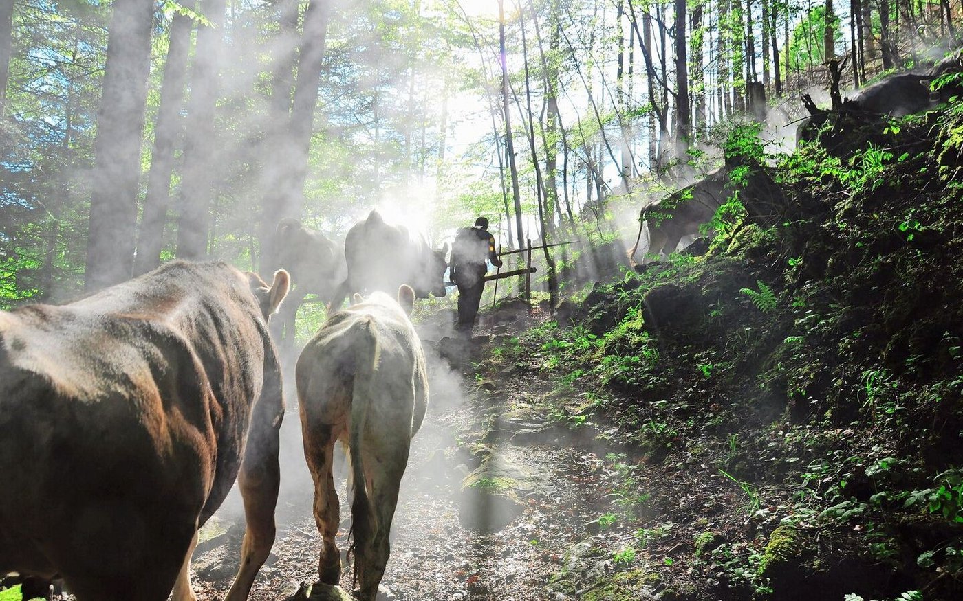 Sömmerung: Bei Verdacht auf Gämsblindheit oder Pinkeye sollte auf jeden Fall ein Tierarzt zurate gezogen werden.