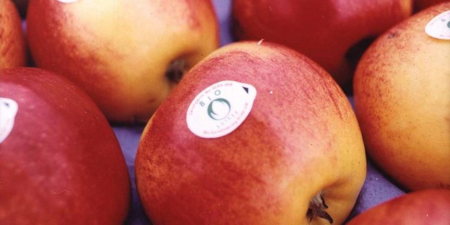 Bio-Äpfel werden zwar von etwa gleich vielen, jedoch anderen Bakterien besiedelt als konventionelle Äpfel. (Bild lid)