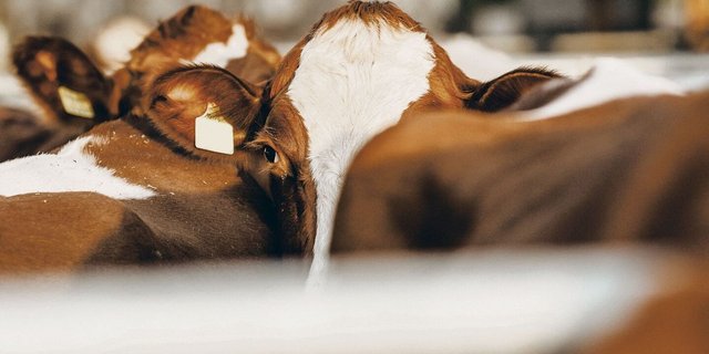 Mit dem einzigen Wort Tierschutz können ganz unterschiedliche Stellen gemeint sein. Eine Übersicht zu behalten, ist schwierig.