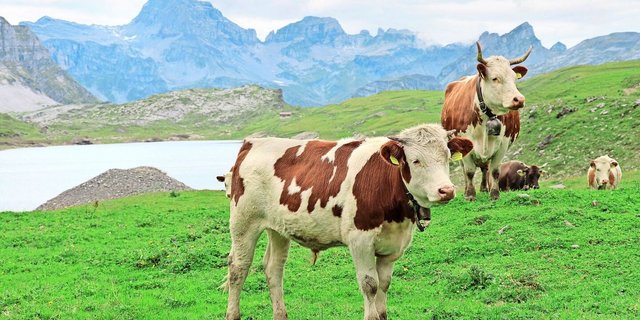 Die Schweiz könnte Gebiete ausscheiden, in denen der Erhalt der Alpwirtschaft als übergeordnetes öffentliches Interesse gilt – diesen Vorschlag bringt Rechtsprofessor Roland Norer ins Spiel. 