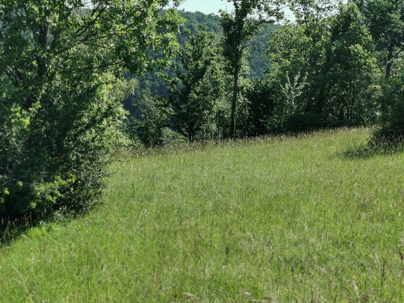 Dauergrünland mit wertvollen Futtergräsern kann ab 2022 von einer neuen Beitragsart profitieren. (Bild sb)