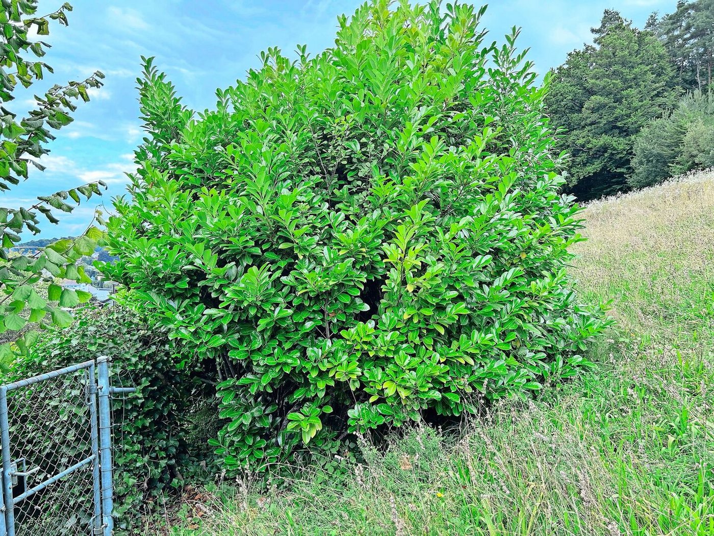Ein Kirschlorbeerbaum aus einem Privatgarten wächst mehrere Meter in die gepachtete QII-Wiese hinein.