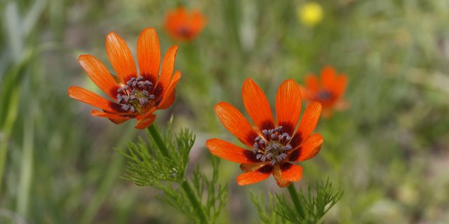 Das Sommer-Adonisröschen ist eine einjährige Ackerbegleotpflanze und mit dem Hahnenfuss verwandt. Der Herbizideinsatz in der Landwirtschaft setzt dieser Art zu. (Bild Andreas Gygax/Unibe)