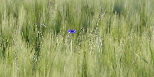 Verschiedene Forschungsarbeiten haben bereits gezeigt, dass Ökosysteme besser funktionieren, wenn die Artengemeinschaft vielfältiger ist. Davon profitieren auch die Menschen. (Symbolbild Pixabay)