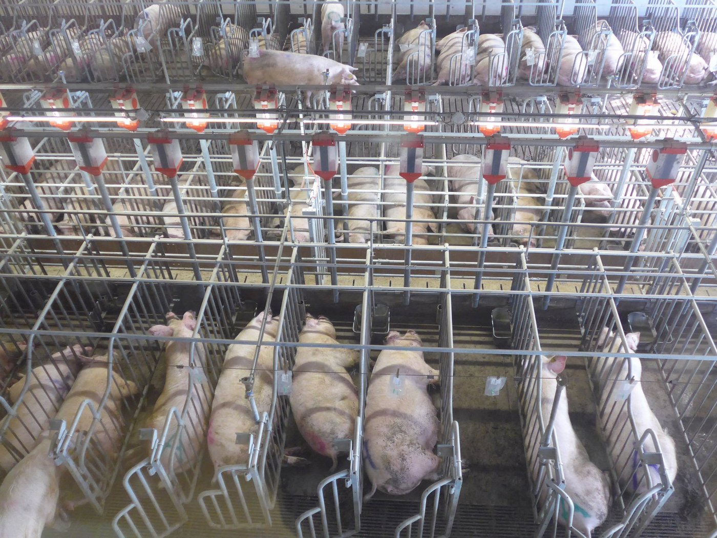 Blick in den Wartestall des Züchters Gerben Osterlaken, der für holländische Verhältnisse sehr tierfreundlich produziert. Auf dem nächsten Bild ... (Bilder: Adrian Krebs)