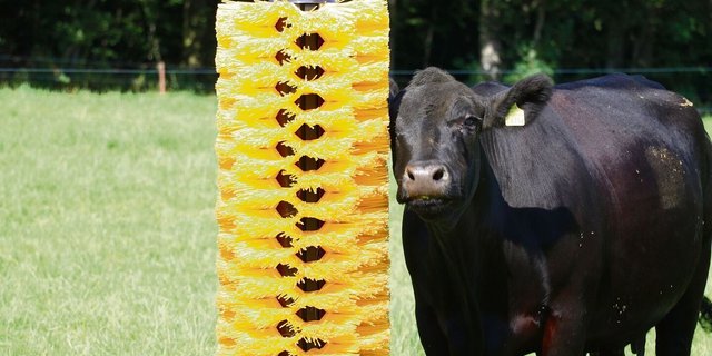 Öffentlichkeitsarbeit: An der Aargauer Landwirtschaftsausstellung präsentierte sich Mutterkuh Schweiz mit verschiedenen Rassen und einem Infostand.