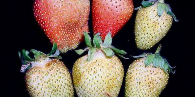 Thripsschäden bei Erdbeeren: Nützlinge zeigen gute Wirkung bei der Bekämpfung des winzigen Insekts. 