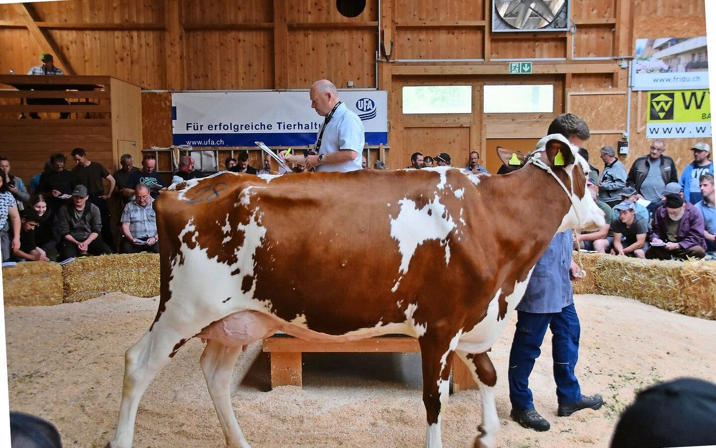4500 Franken galt auch die super aufgeeuterte Kohler Swingmann Ulme von Hansulrich Kohler aus Häusernmoos. 