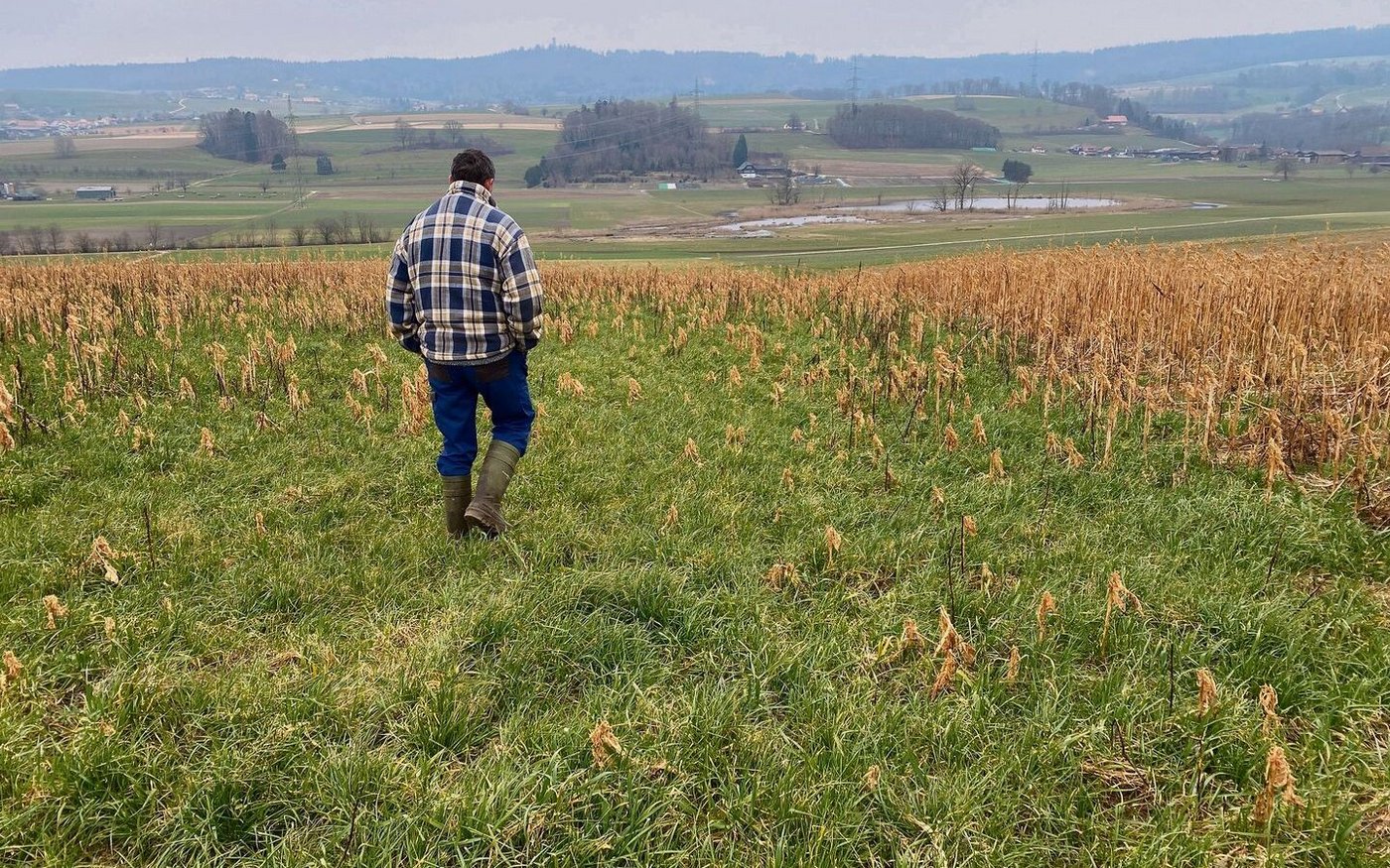 So grün sollte es nicht sein: Italienisches Raigras hat versamt und wächst durch die GD. Da hilft nur Glyphosat oder der Pflug.