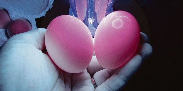 Bei korrektem Eierwaschen bleibt die Schutzschicht erhalten, sie leuchtet unter UV-Licht pink. Links ein ungewaschenes, rechts ein gewaschenes Ei. 
