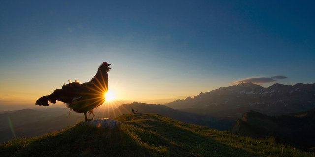 Das stimmungsvolle Bild eines im Morgenlicht balzenden Birkhahns ist der Gesamtsieger des Fotowettbewerbs 2020 der Schweizerischen Vogelwarte. Das Foto wurde mit Hilfe eines Fernauslösers und einem Weitwinkelobjektiv aufgenommen. (Bild Levi Fritze)