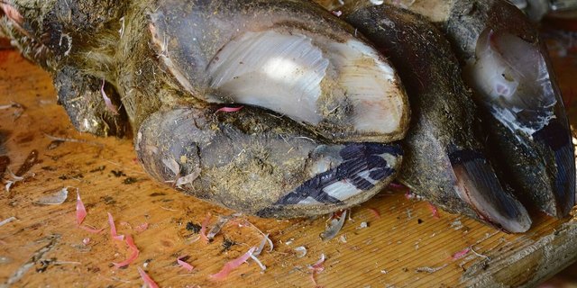 Totklauen nach einer korrekt ausgeführten funktionellen Pflege nach dem Prinzip von Karl Bürgi. Mit dem Winkelschleifer wird oftmals zu viel entfernt.         