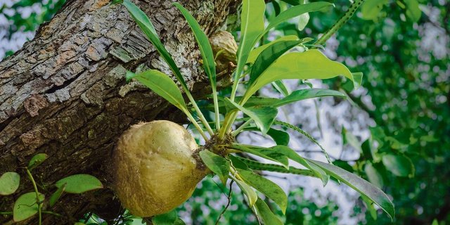 Myrmecodia-Pflanzen wachsen epiphytisch an Baumstämmen und beherbergen Ameisen in ihren Knollen.