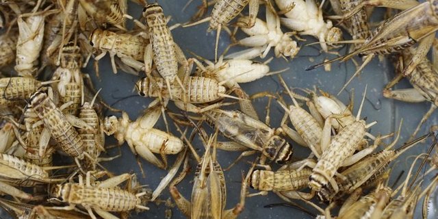 Einige Insekten, darunter Heimchen und Mehlwürmer, sollen bald als Lebensmittel erlaubt sein. Doch an Nutztiere verfüttern darf man sie nicht. (Bild zVg)