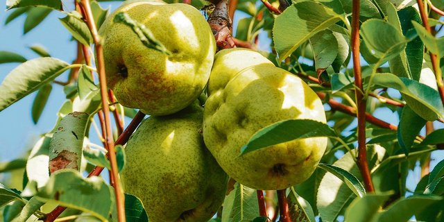 Im Kanton Thurgau gingen 2019 wegen der Marmorierten Baumwanze Schätzungen zufolge etwa 25 Prozent der Birnen verloren, was einem Schaden von etwa drei Millionen Franken entspricht. (Bild Tim Haye, Cabi)