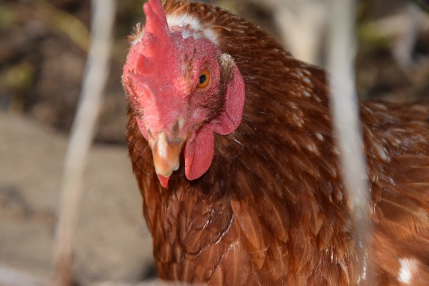 Eine Arbeitsgruppe sucht nach einer Lösung, um die ausrangierten Legehennen wieder in der Schweiz schlachten zu können. (Bild Katrin Erfurt)