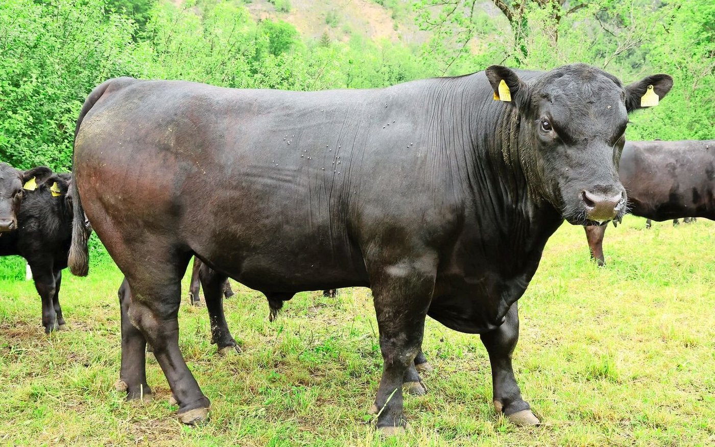 Von Januar bis Ende April läuft ein Stier mit in der Herde. Aktuell ist es Eros, der sich für ein Foto in Pose wirft. 