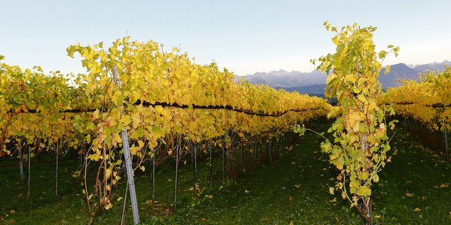 Herbst im Rebberg, der neue Jahrgang ist im Keller. Die Winzer sind nun gefordert, den Absatz zu sichern. (Bild BauZ)