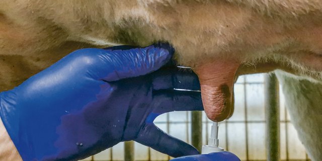 Wer illegal importierte oder verbotene Tierarzneimittel verabreicht, wird dies kaum im Behandlungsjournal vermerken. Das gefährde die Lebensmittelsicherheit, sagt Reto Wyss.(Bild sb)