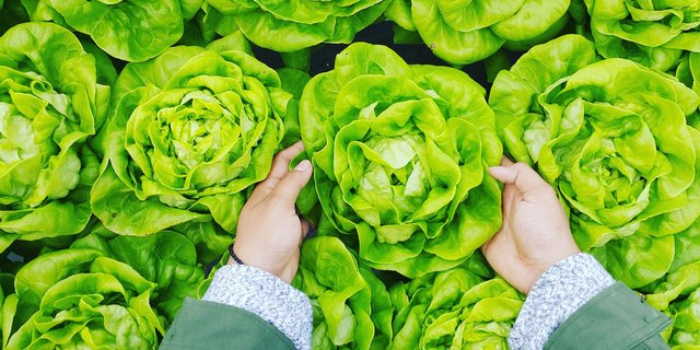 Aus Sicht der Kleinbauern-Vereinigung würden die Schweizer Betriebe bei einer Annahme der Initiative «Für eine Schweiz ohne synthetische Pestizide» gestärkt. (Bild VKMB)