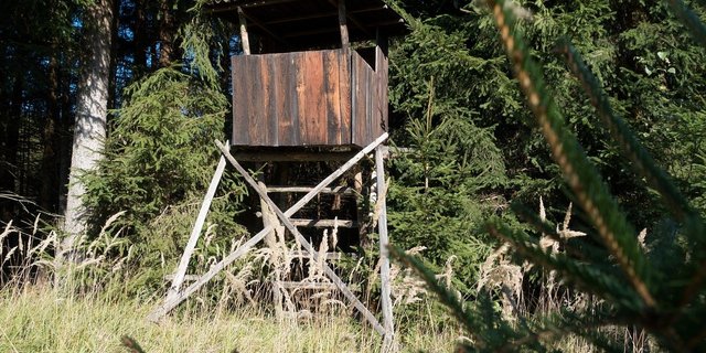 Der Ständerat spricht sich für Massnahmen zum Schutz vor Wölfen aus. (Bild Pixabay)