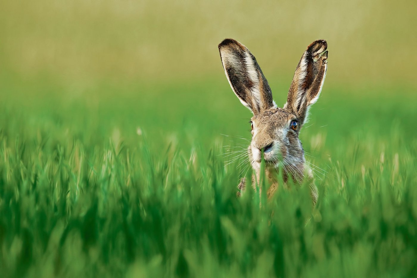Der Feldhase steht auf der Roten Liste: Seine beste Zeit hatte er hierzulande vermutlich vor zwei-, dreihundert Jahren zu Zeiten der Dreifelderwirtschaft. Danach wichen viele Getreidefelder Heuwiesen, die für ihn kein gleichwertiger Ersatz sind. (Bild Stock Adobe)