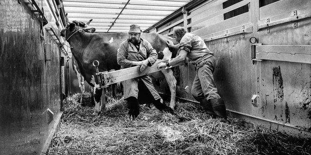 «Ein furchtbarer Tag»: Hans Wüthrich (rechts) hilft beim Verladen der Kühe. (Bild Tomas Wüthrich)