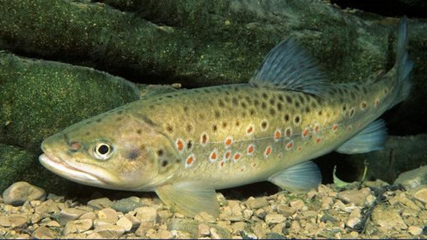 Die Forelle ist stark gefährdet. (Bild Wildlife)