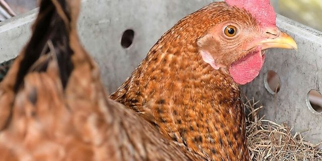 Was tun, wenn eine Henne gluckig ist, man aber keine Brut will? Tierschutzwidrige Massnahmen werden noch immer angewendet.