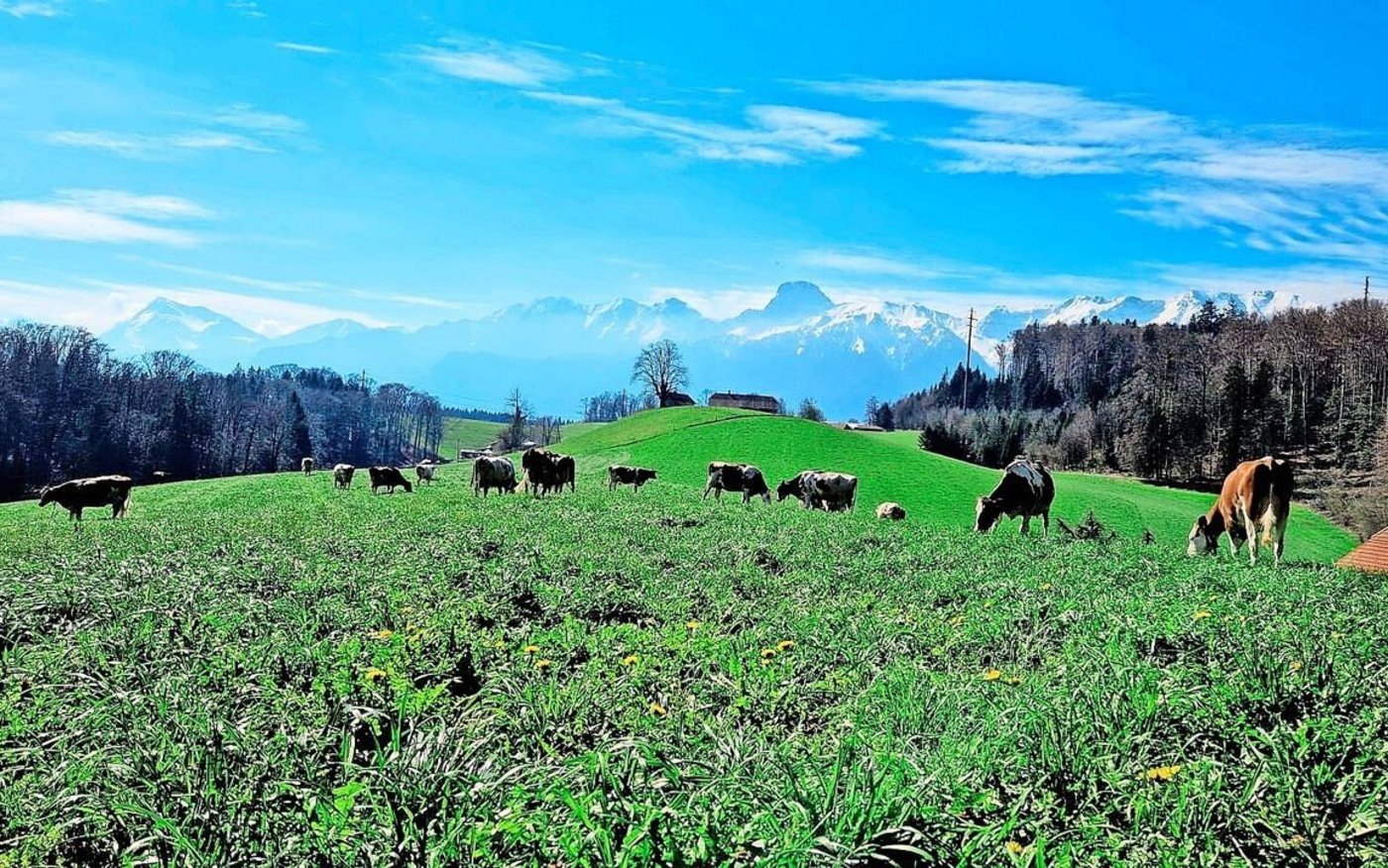 Von der Weide oberhalb des Betriebs in Gurzelen hat man eine wunderbare Bergsicht, Stockhorn inklusive.