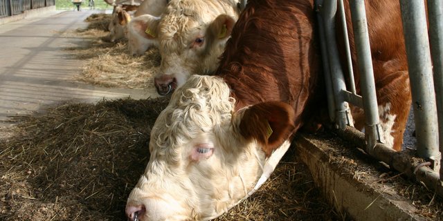 Auf den öffentlichen Märkten wurden die Wochenpreise für alle grossen Bankvieh-Schlachttiere in der zu Ende gehenden Kalenderwoche bis 60 Rp. je kg SG überboten. (Bild BauZ)