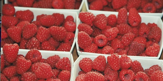 Schweizer Himbeeren wachsen heuer auf 175 Hektaren. (Bild SOV)