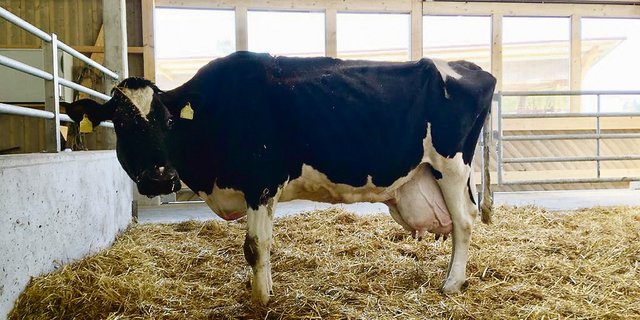 Ru Ro We Spock Sandra ist die leistungsstärkste noch lebende Holsteinkuh des Landes. (Bild Alfred Rüssli)
