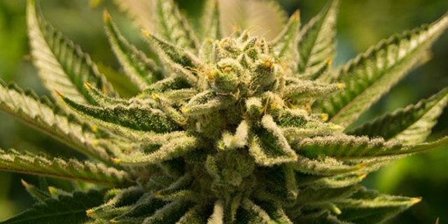 Cannabis ist nach wie vor umstritten. 