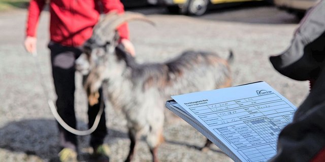 Ab 2026 werden vom Bund nur noch züchterische Massnahmen finanziell unterstützt, die wissenschaftlich fundiert sind und dem Stand der Technik entsprechen.   