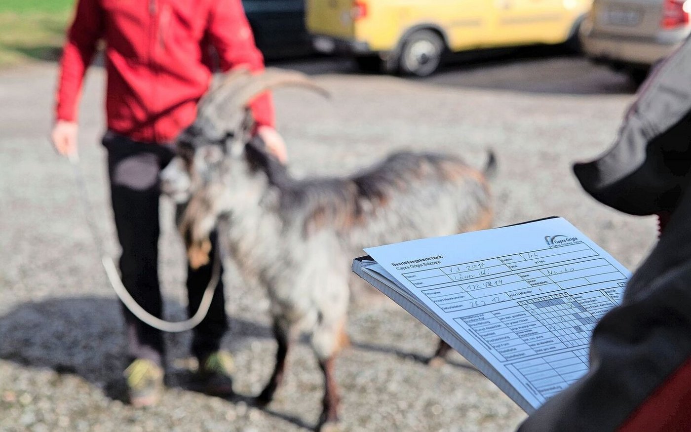 Ab 2026 werden vom Bund nur noch züchterische Massnahmen finanziell unterstützt, die wissenschaftlich fundiert sind und dem Stand der Technik entsprechen.   