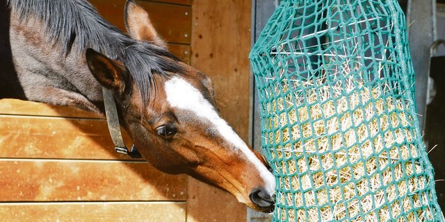 Slowfeeding-Systeme verlangsamen die Futteraufnahme.(Bild Agroscope)