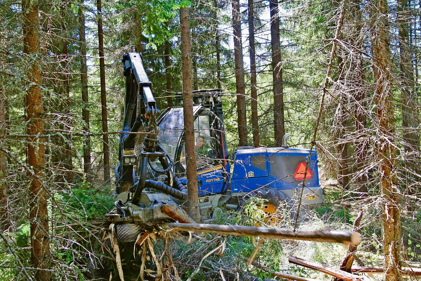 Für die Sägewerke muss Frischholz geschlagen werden. Trotzdem müssen die Waldbesitzer vor der Nutzung unbedingt beachten, dass Absatz und Preis gesichert sind. (Bild Hans Rüssli)