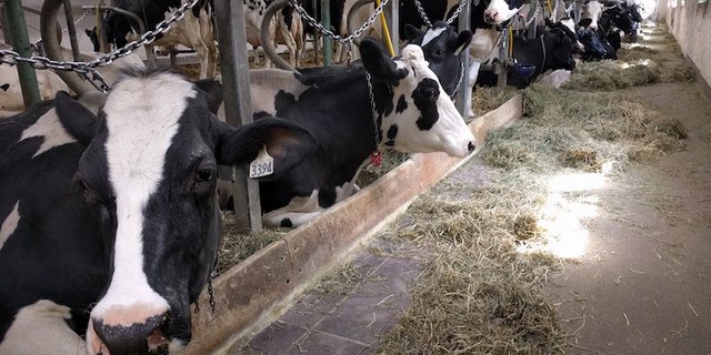 Die Trockenheit und der Mangel an Heu könnte kanadischen Kühen ans Lebendige gehen. (Symbolbild sbu)