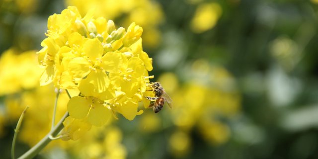 Honig- und Wildbienen haben unterschiedliche Lebensarten. (Bild aw)