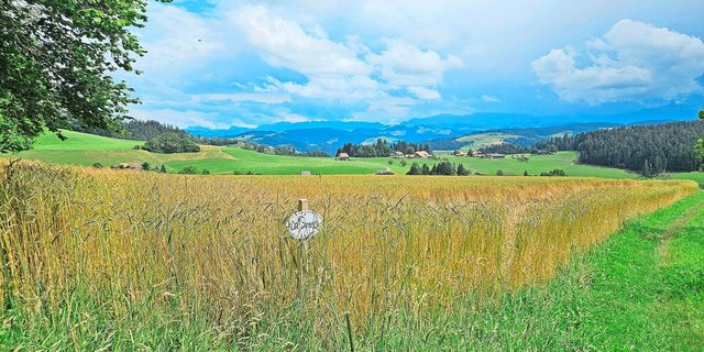In Jahren wie 2024 treten agronomische Schwächen von Ostro und Oberkulmer besonders stark zu Tage. Ihre inneren Werte sprechen aber für sie.