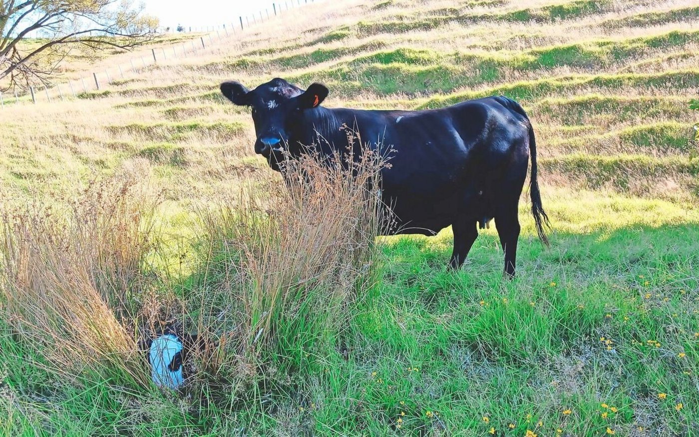Weil es um Weihnachten herum genügend Regen gab, ist das Gras gut gewachsen, obwohl seither kein Tropfen mehr gefallen ist. Die Tiere leben das ganze Jahr über draussen, im Sommer kann Aeschbach sie auswärts platzieren, quasi auf der «Alp».
