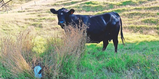 Weil es um Weihnachten herum genügend Regen gab, ist das Gras gut gewachsen, obwohl seither kein Tropfen mehr gefallen ist. Die Tiere leben das ganze Jahr über draussen, im Sommer kann Aeschbach sie auswärts platzieren, quasi auf der «Alp».