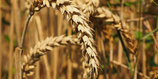Die Erntemenge beim Weizen liegt 2020 unter derjenigen des Vorjahres. (Bild lid)