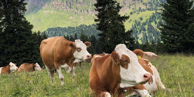 Der Viehhalter muss 490'000 Euro bezahlen, weil er den Weg hätte abzäunen müssen. (Symbolbild Luca Basili)
