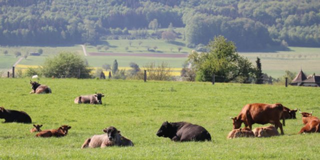 Offenbar haben dänische Forscher herausgefunden, wie man den Methanausstoss von Kühen auf 0 senken könnte. (Bild BauZ)