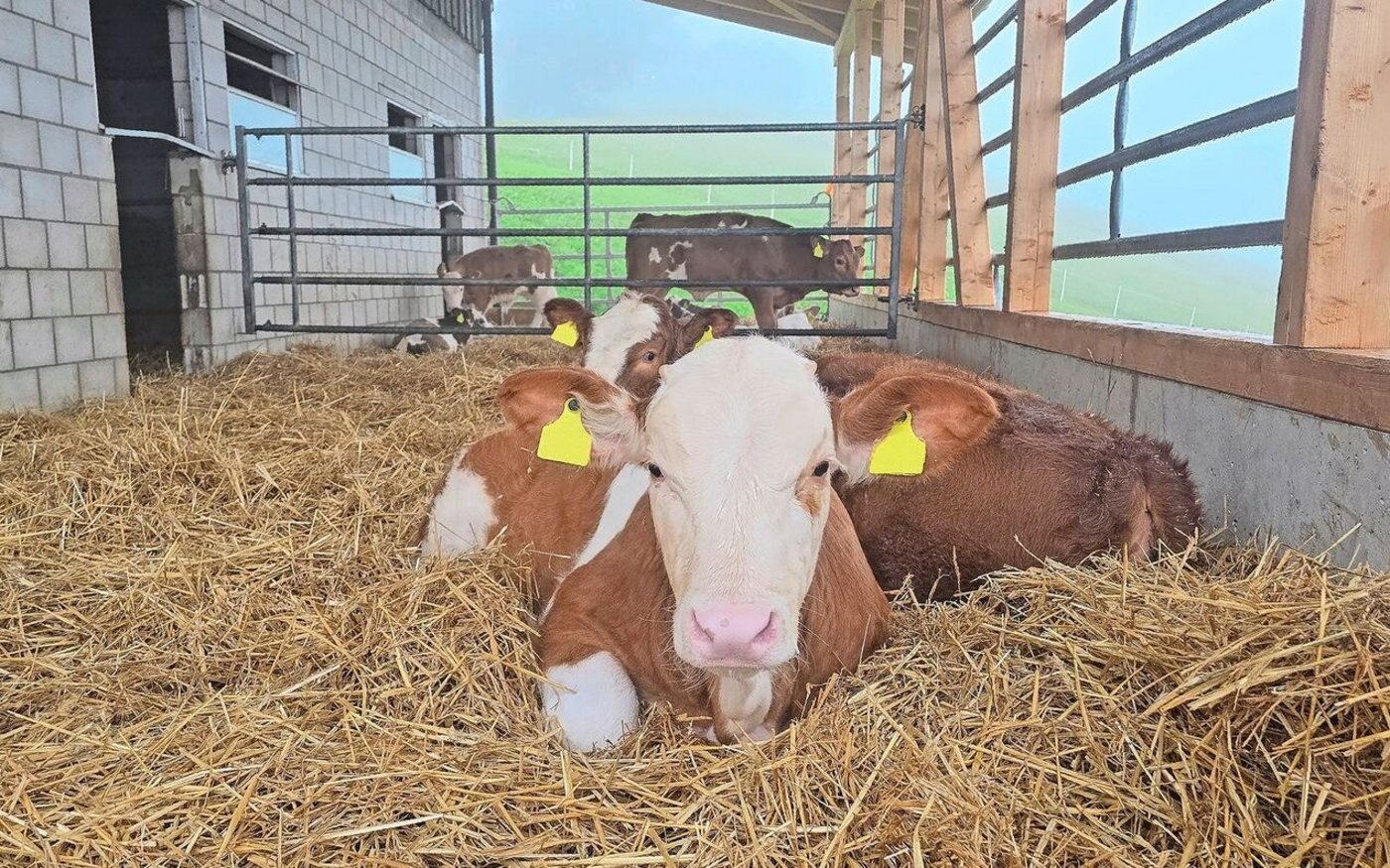 Der neue Auslauf von Grabers Mastkälbern ist überdacht und eingestreut. Dies entspricht nicht den gültigen RAUS-Vorschriften. Dennoch sind Grabers überzeugt, dass dieses System der Kälbergesundheit zuträglich ist.