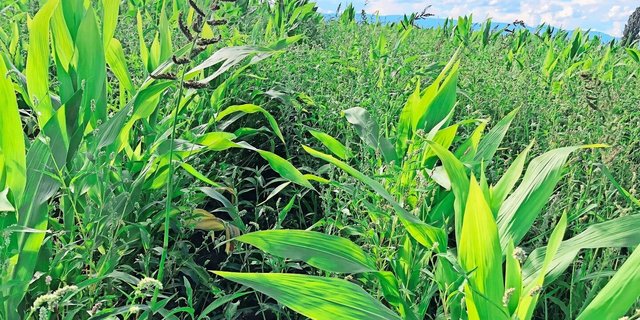 Gemäss Branche gehöre Unkraut derzeit nicht zu den grössten Problemen im Ackerbau. Das könnte sich in Zukunft aber ändern. Bereits sind Unkräuter mit Resistenzen bekannt und es tauchen neue, eingeschleppte Arten auf. 
